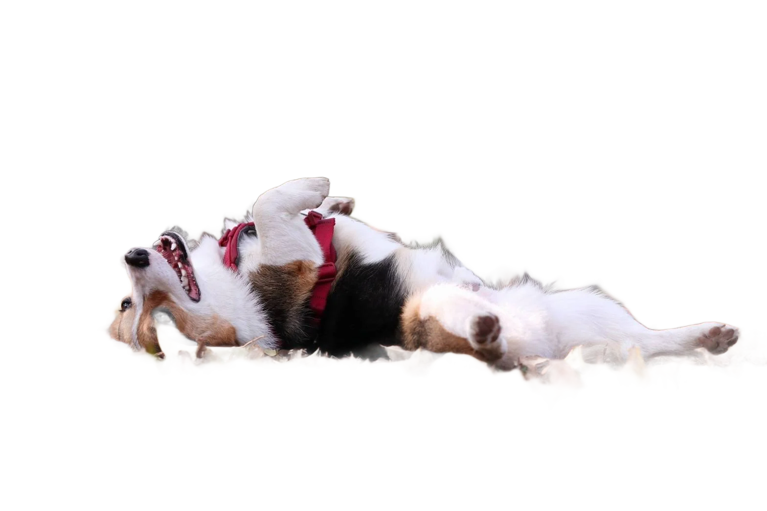 印花紋身的店狗